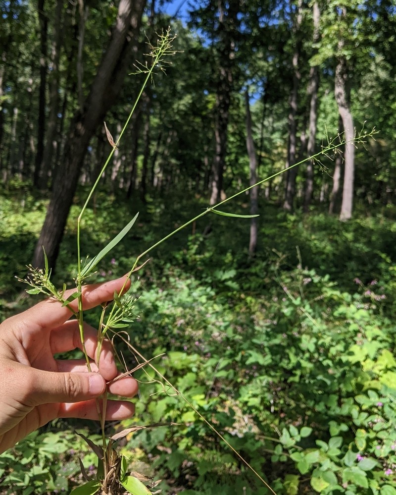 Roundseed Panicgrass photo 2