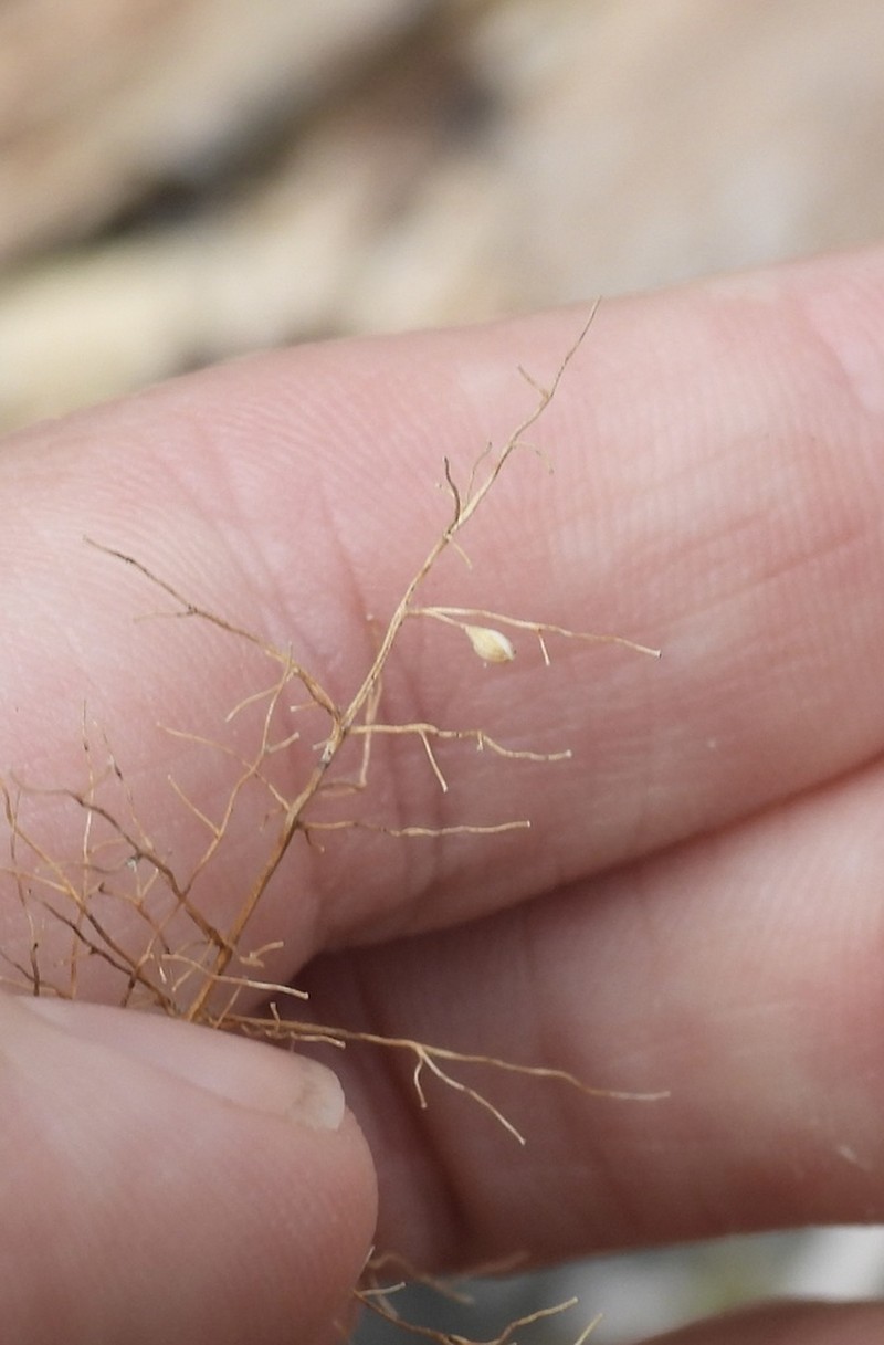 Roundseed Panicgrass photo 3
