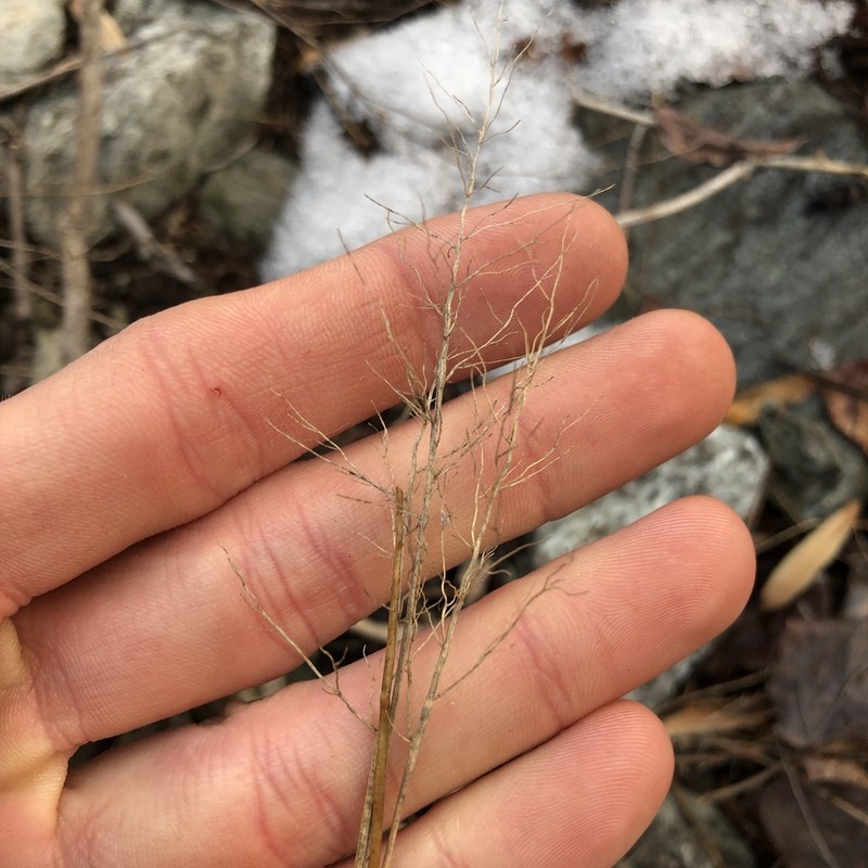 Roundseed Panicgrass photo 4