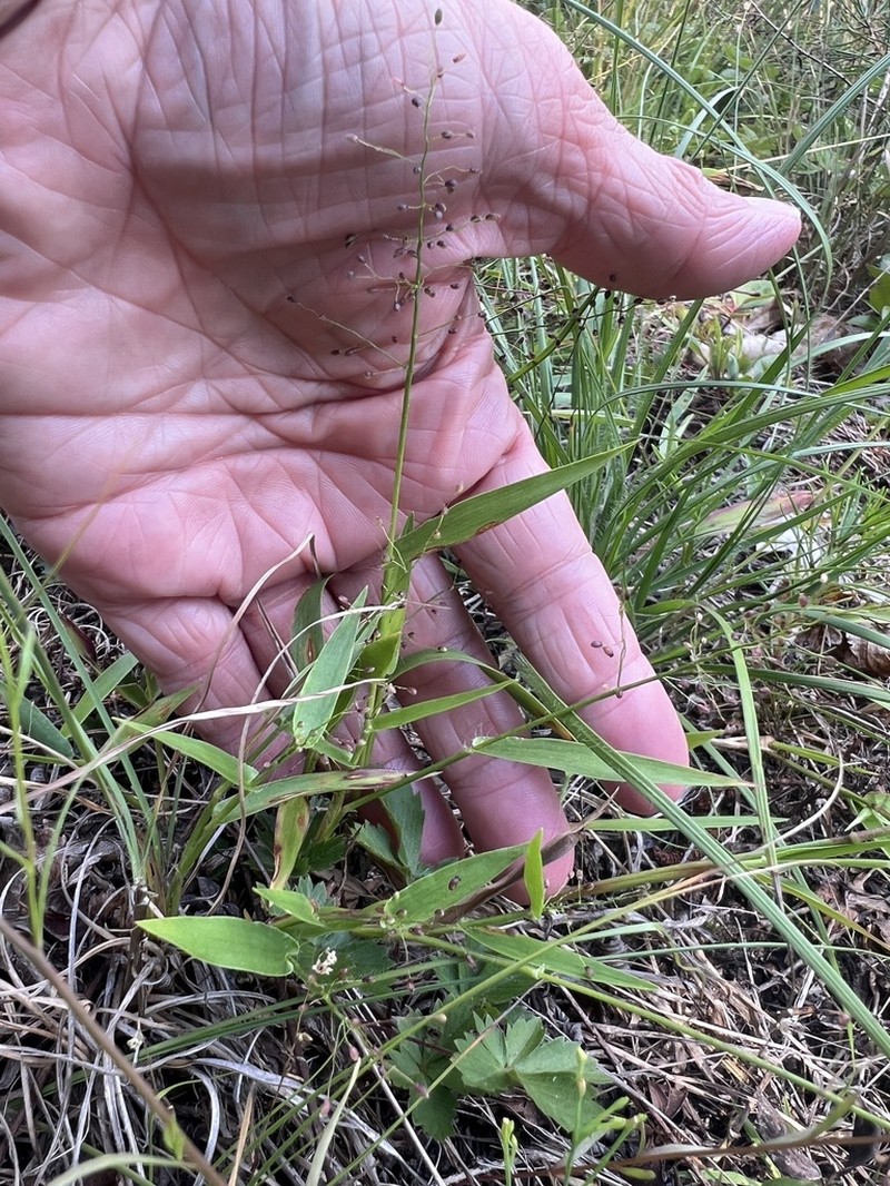 Roundseed Panicgrass photo 5