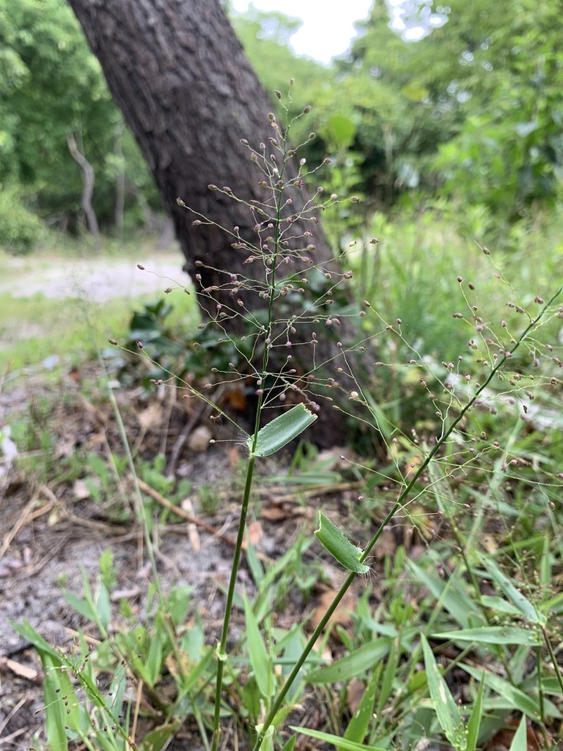 Roundseed Panicgrass photo 6