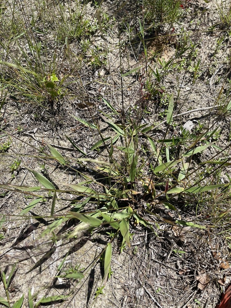 Roundseed Panicgrass photo 7