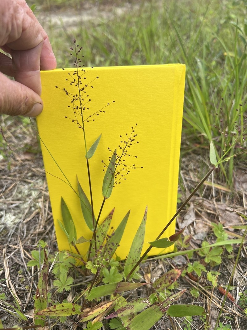 Roundseed Panicgrass photo 8