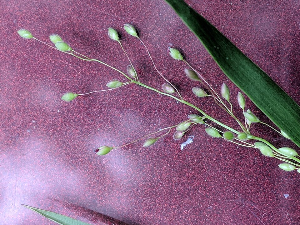 Eaton's Rosette Grass