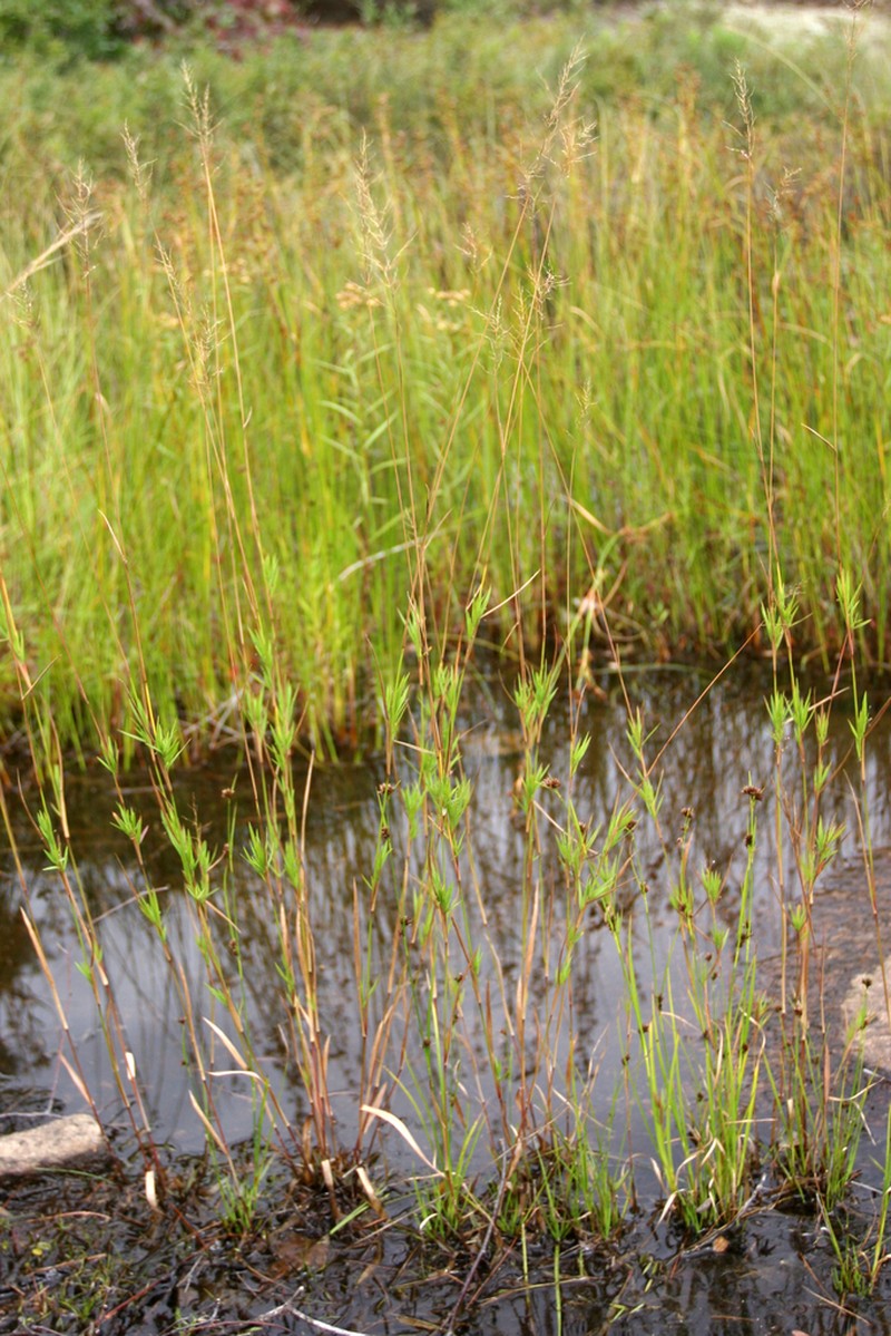 Eaton's Rosette Grass