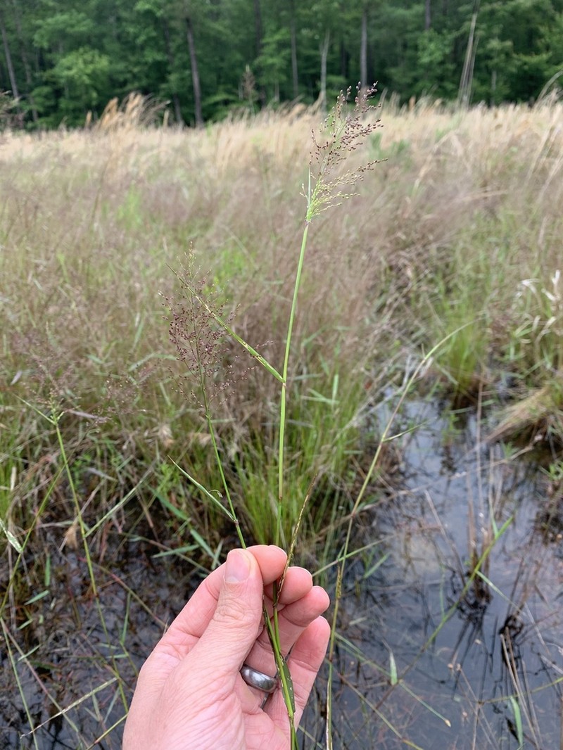 Eaton's Rosette Grass photo 2