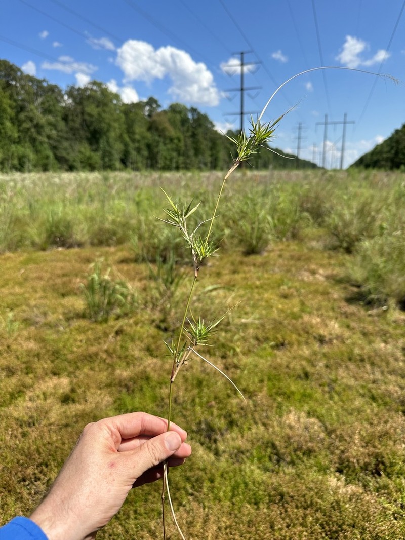 Eaton's Rosette Grass photo 3
