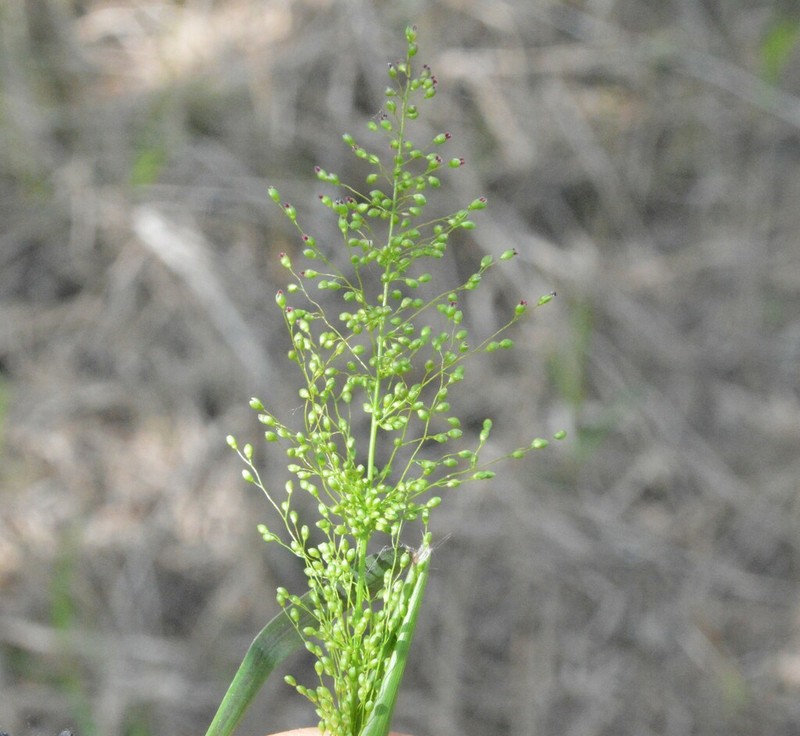 Eaton's Rosette Grass photo 4