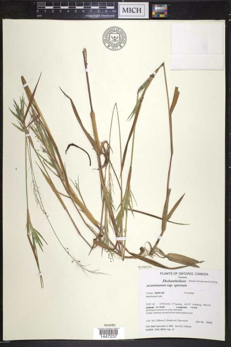 Eaton's Rosette Grass photo 6