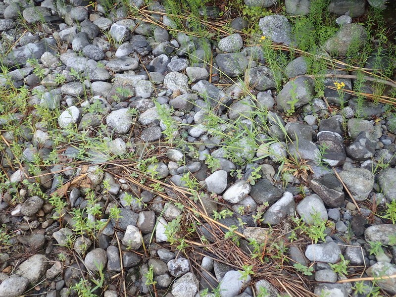 Eaton's Rosette Grass photo 7