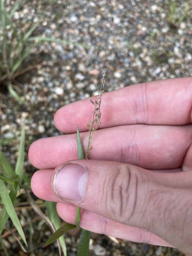 Eaton's Rosette Grass photo 8