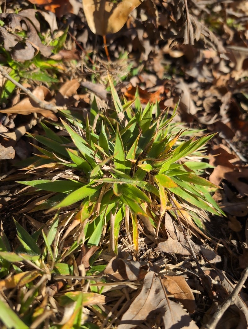 Roughhair Rosette Grass photo 2