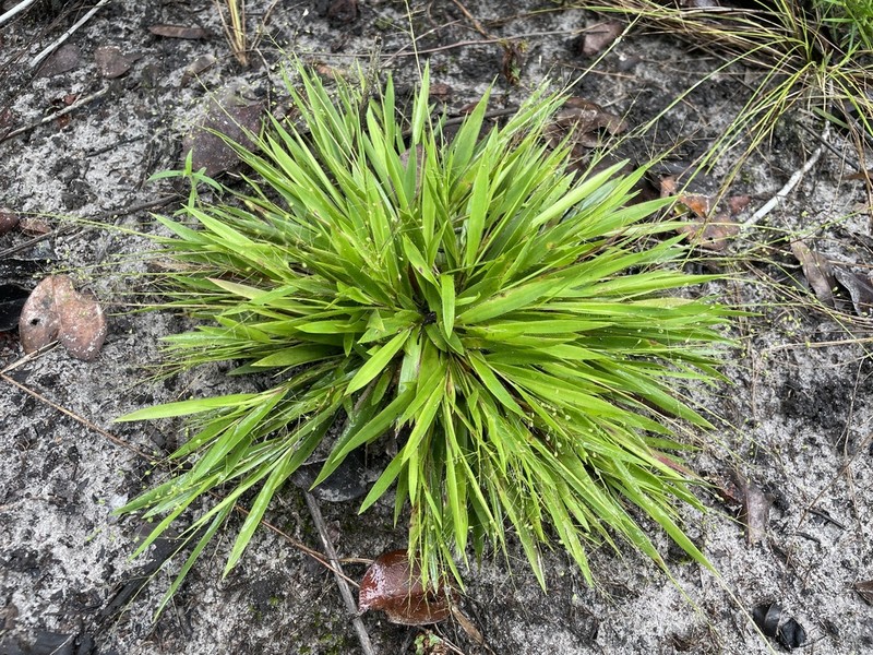 Roughhair Rosette Grass photo 3