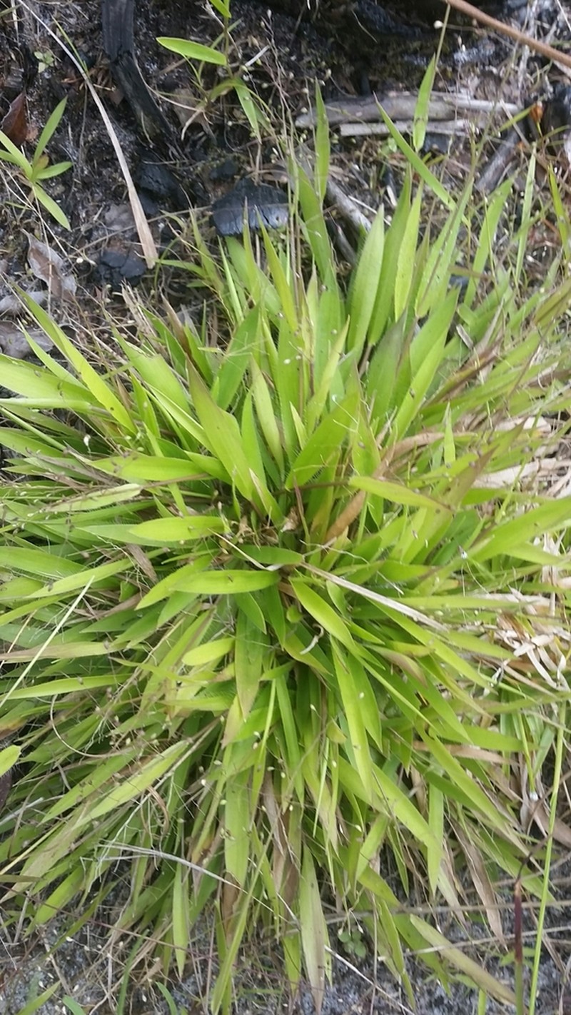 Roughhair Rosette Grass photo 4
