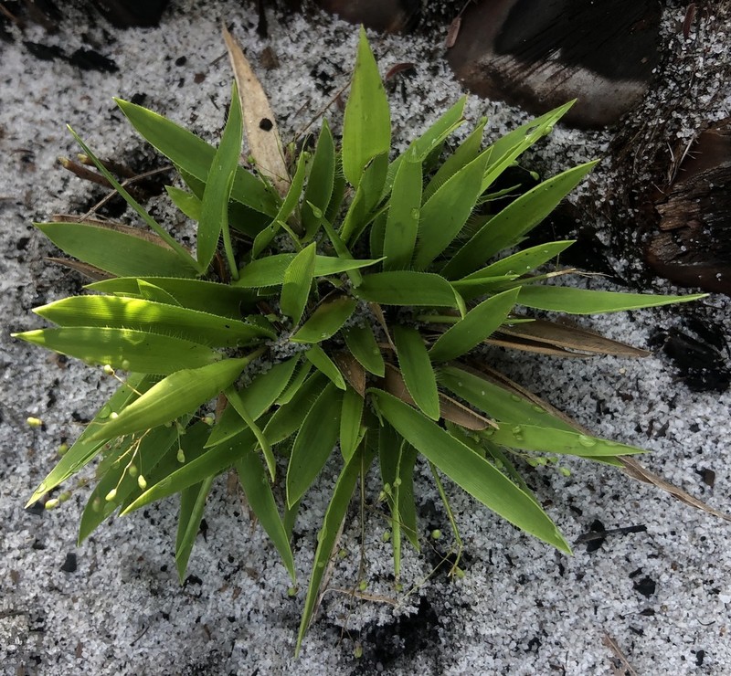 Roughhair Rosette Grass photo 5