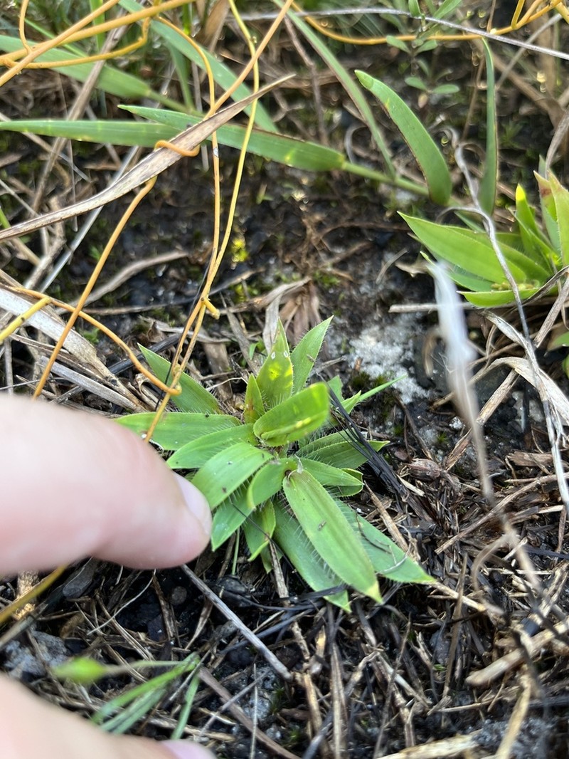 Roughhair Rosette Grass photo 6