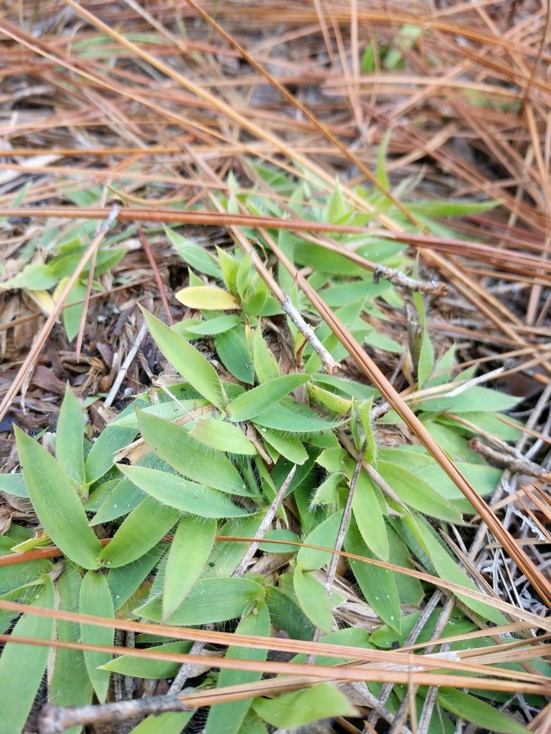 Roughhair Rosette Grass photo 7
