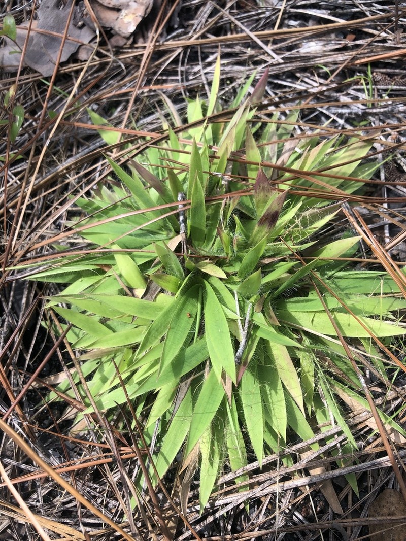 Roughhair Rosette Grass photo 8