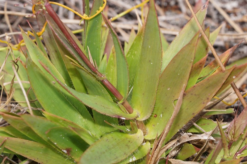 Dichanthelium strigosum subsp. glabrescens