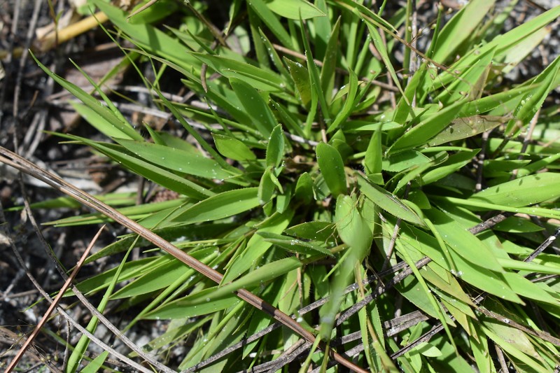 Dichanthelium strigosum subsp. glabrescens photo 3