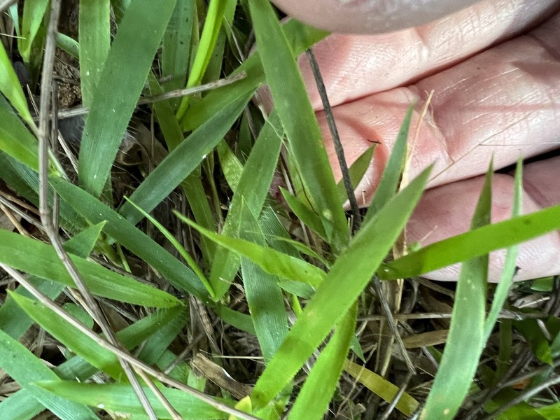 Dichanthelium strigosum subsp. glabrescens photo 4