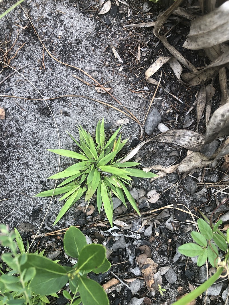Dichanthelium strigosum subsp. glabrescens photo 5