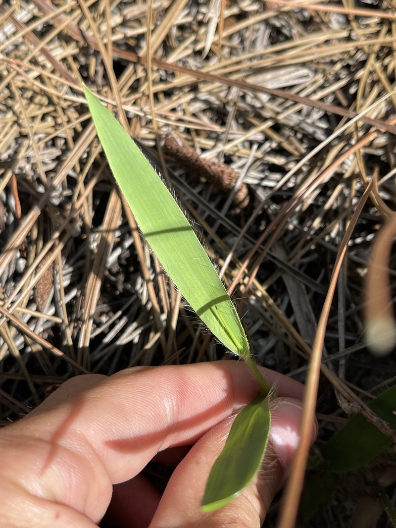 Dichanthelium strigosum subsp. glabrescens photo 6