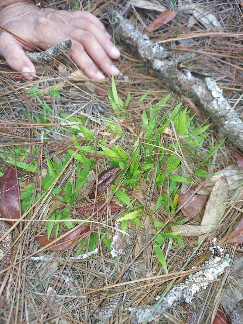 Dichanthelium strigosum subsp. glabrescens photo 7