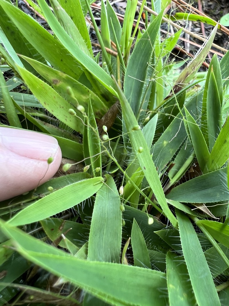 Dichanthelium strigosum subsp. glabrescens photo 8