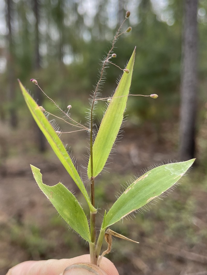 Dichanthelium strigosum subsp. leucoblepharis