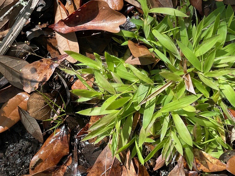 Dichanthelium strigosum subsp. leucoblepharis photo 2