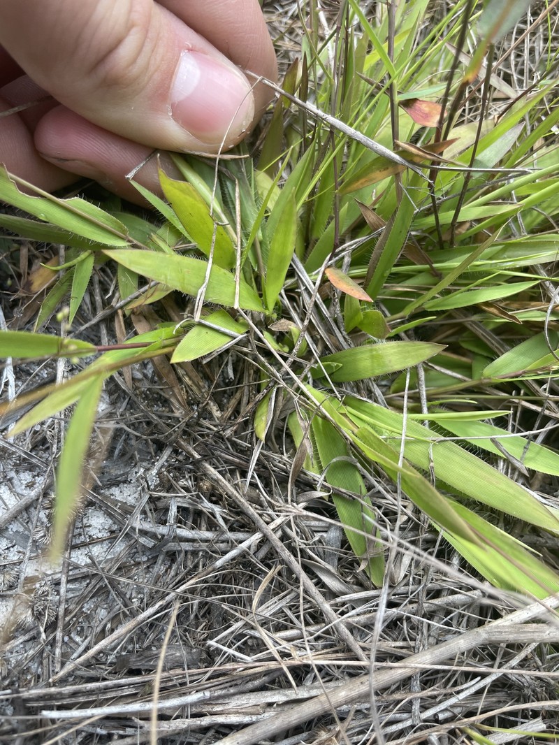 Dichanthelium strigosum subsp. leucoblepharis photo 3