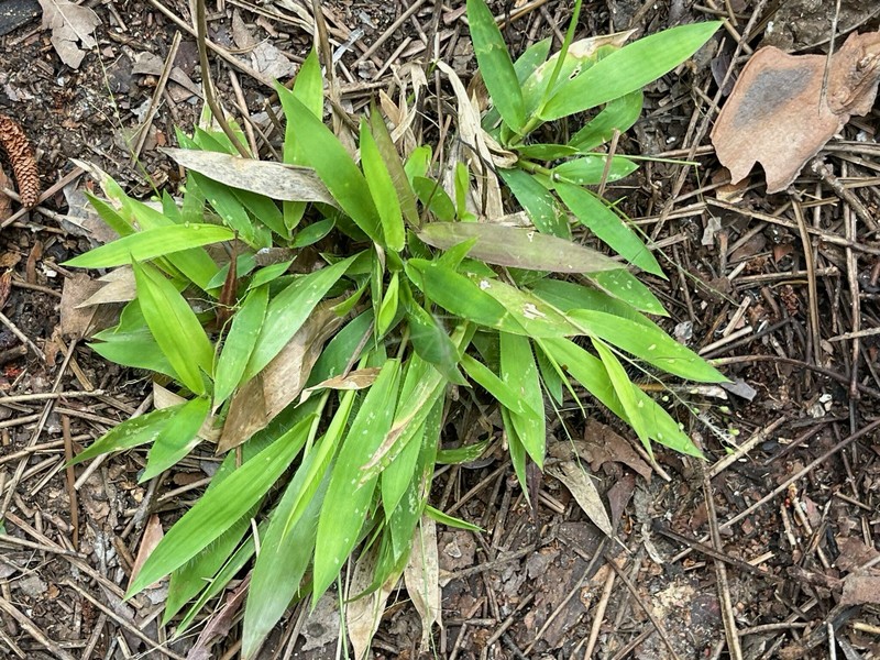 Dichanthelium strigosum subsp. leucoblepharis photo 4