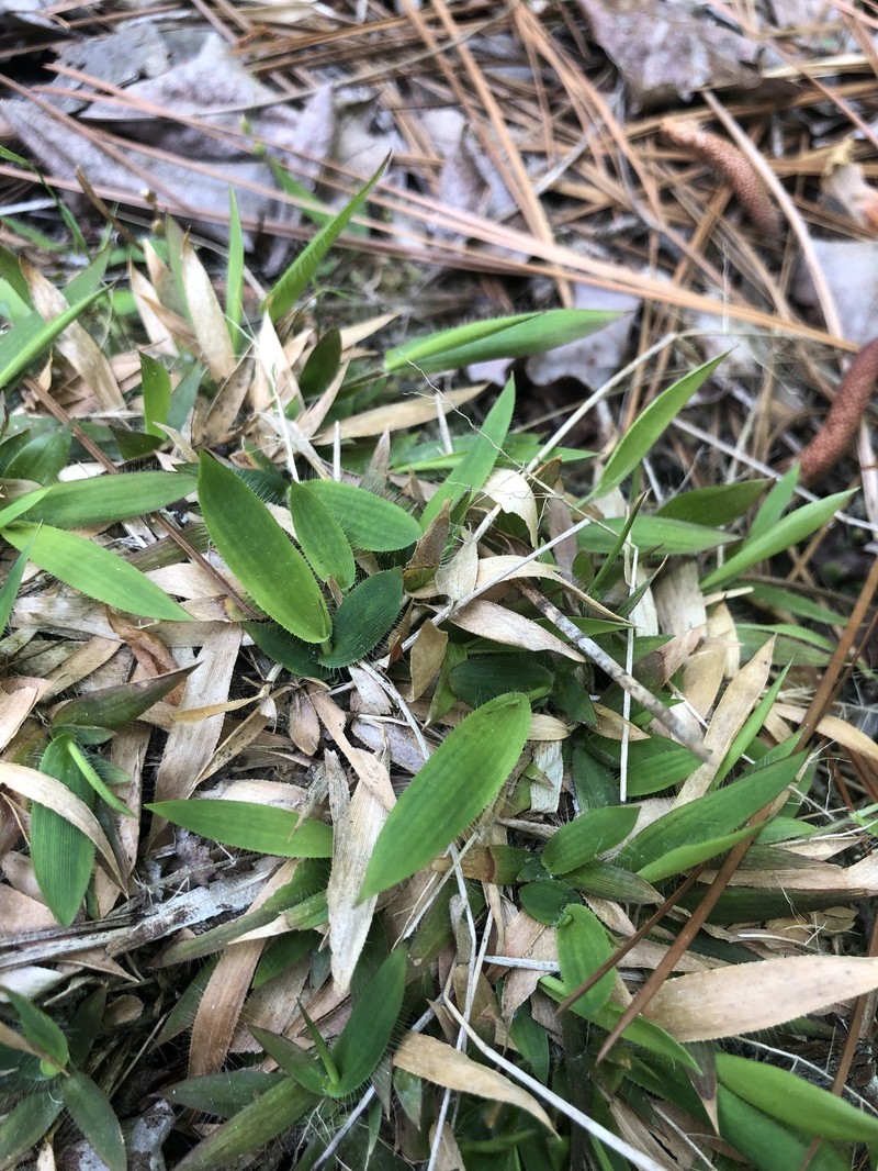 Dichanthelium strigosum subsp. leucoblepharis photo 5