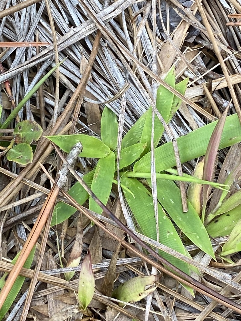 Dichanthelium strigosum subsp. leucoblepharis photo 6