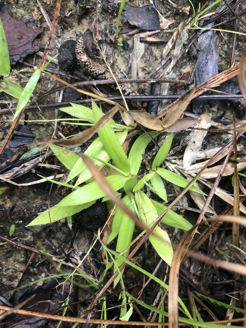 Dichanthelium strigosum subsp. leucoblepharis photo 7