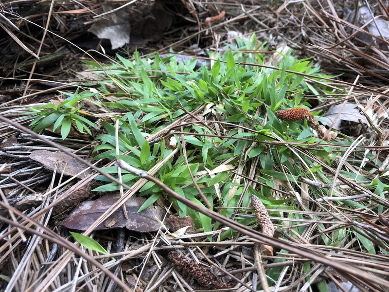 Dichanthelium strigosum subsp. leucoblepharis photo 8