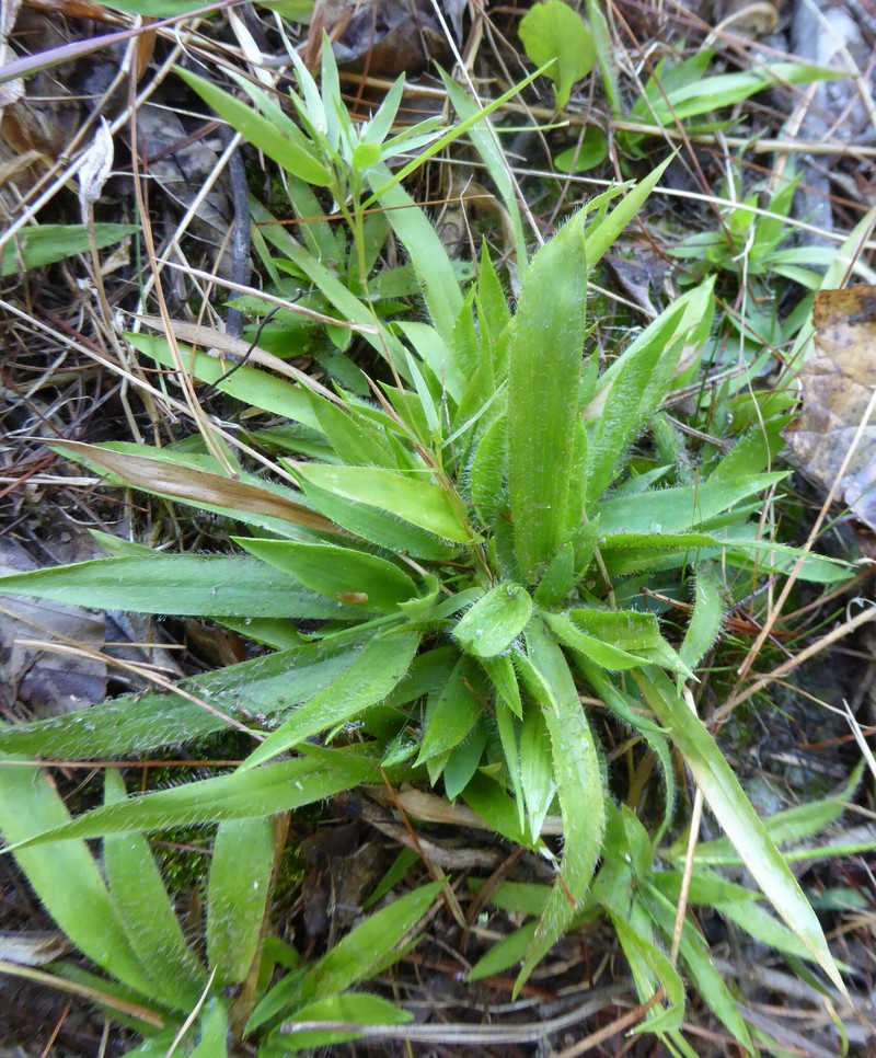 Dichanthelium strigosum subsp. strigosum