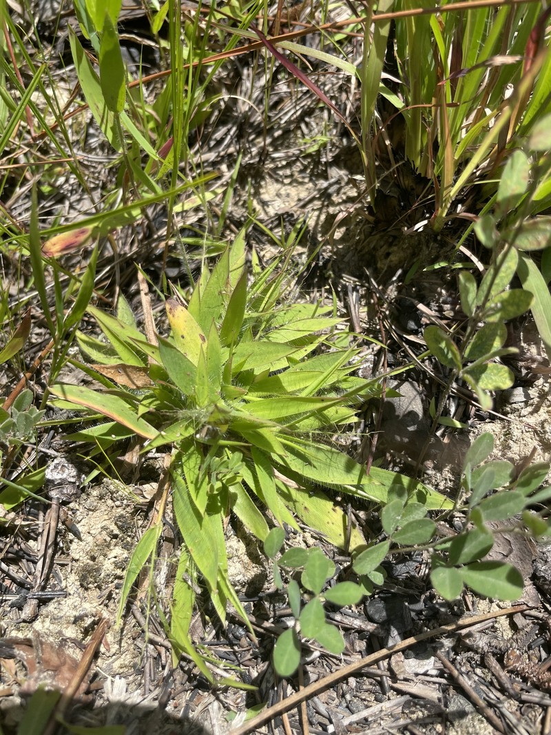 Dichanthelium strigosum subsp. strigosum photo 2