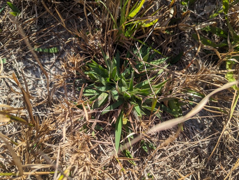 Dichanthelium strigosum subsp. strigosum photo 3