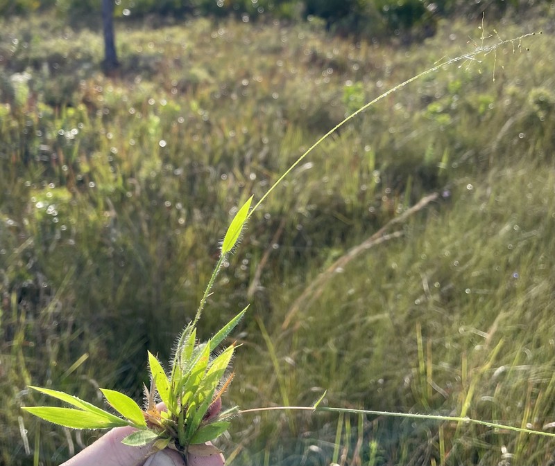 Dichanthelium strigosum subsp. strigosum photo 4