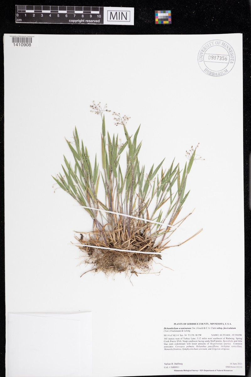 Dichanthelium subvillosum