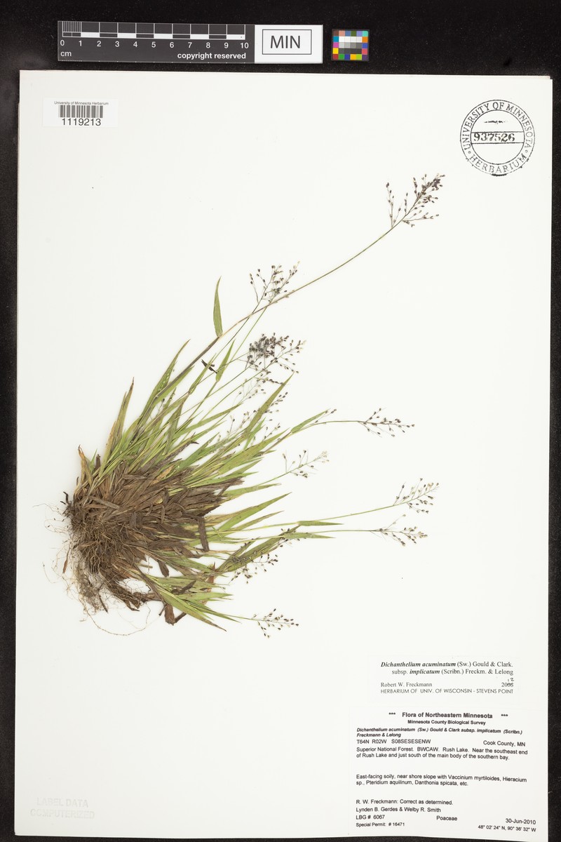 Dichanthelium subvillosum photo 2