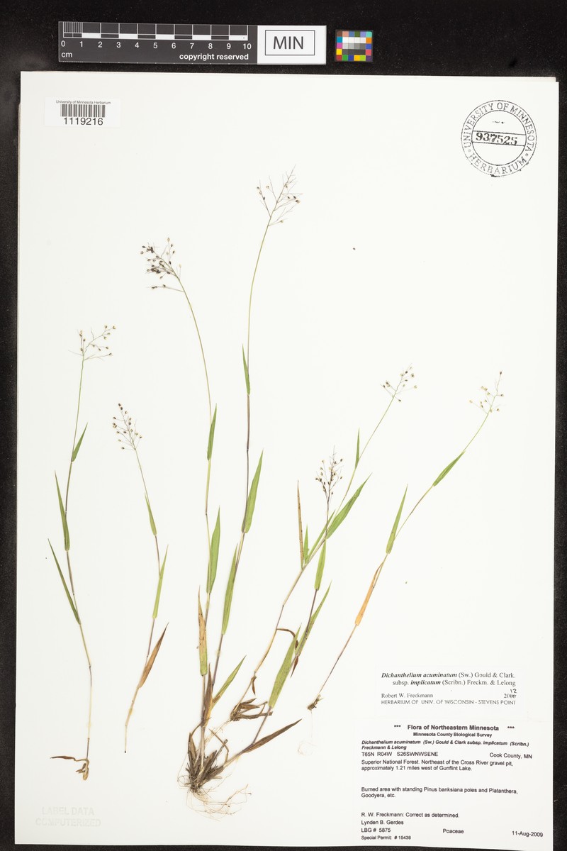 Dichanthelium subvillosum photo 3