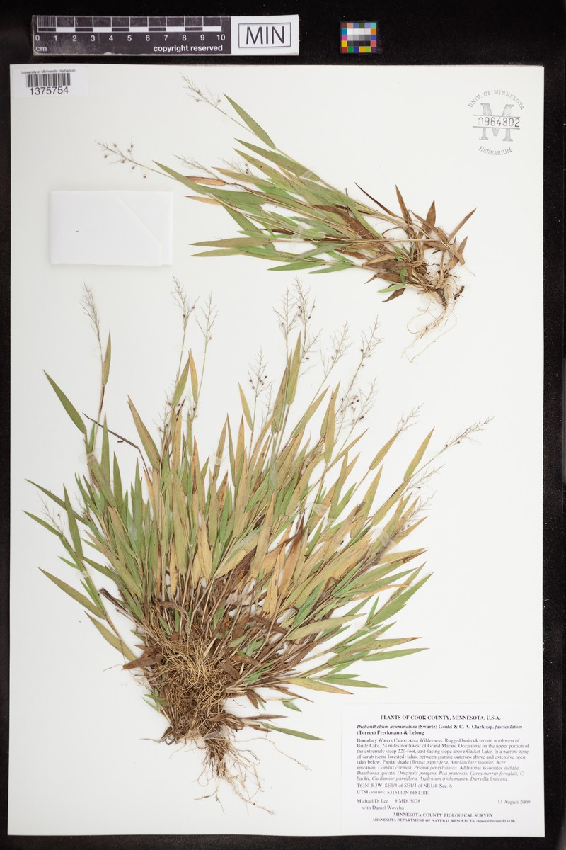 Dichanthelium subvillosum photo 4