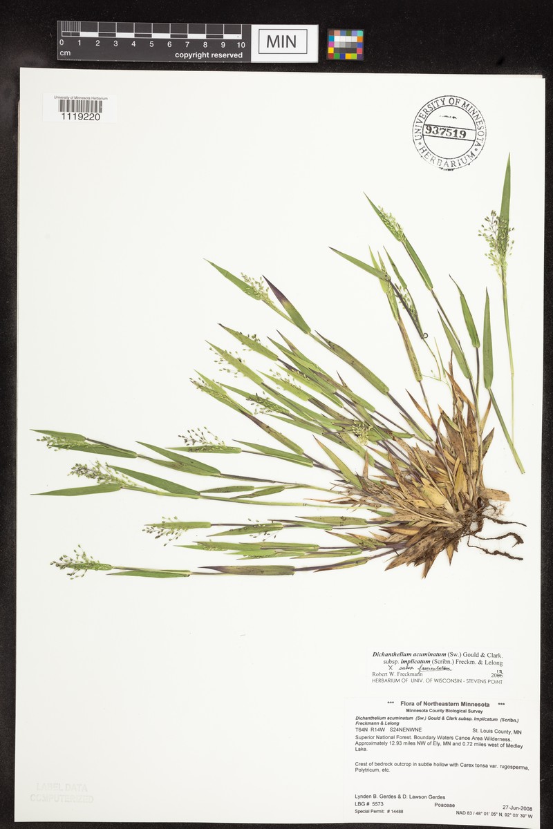 Dichanthelium subvillosum photo 5