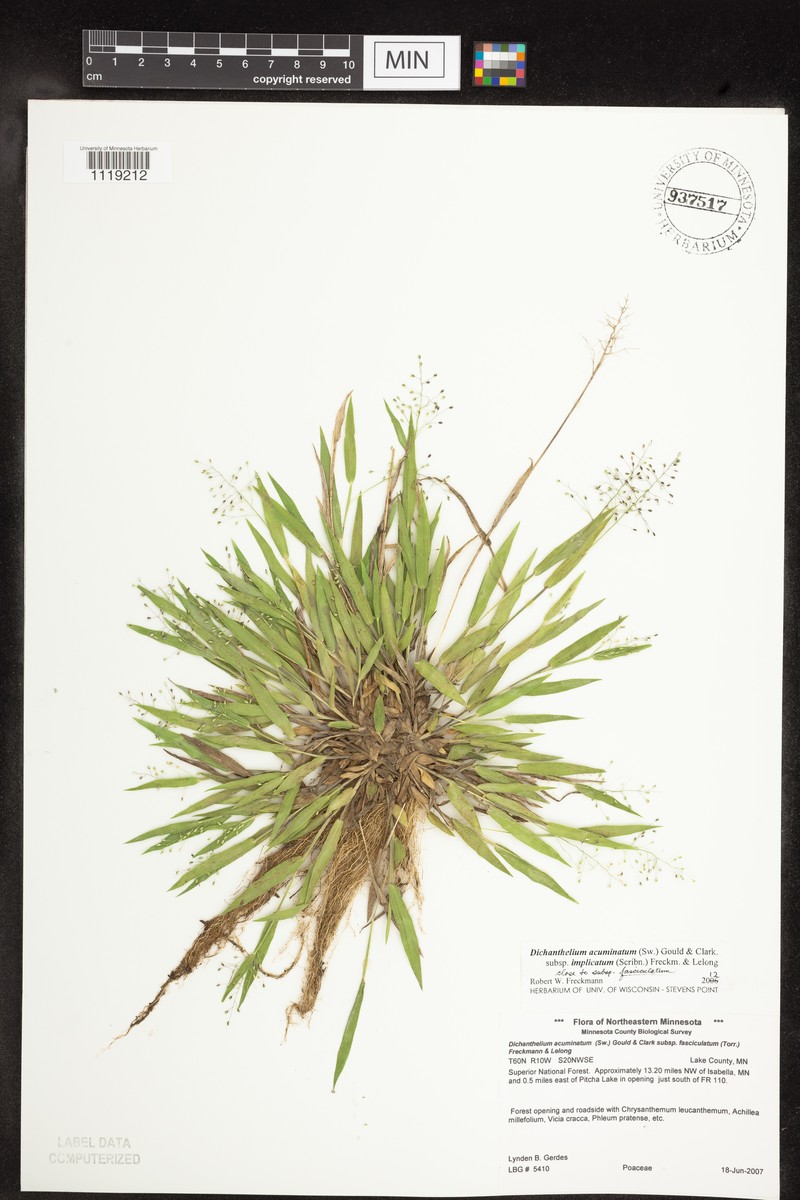 Dichanthelium subvillosum photo 6