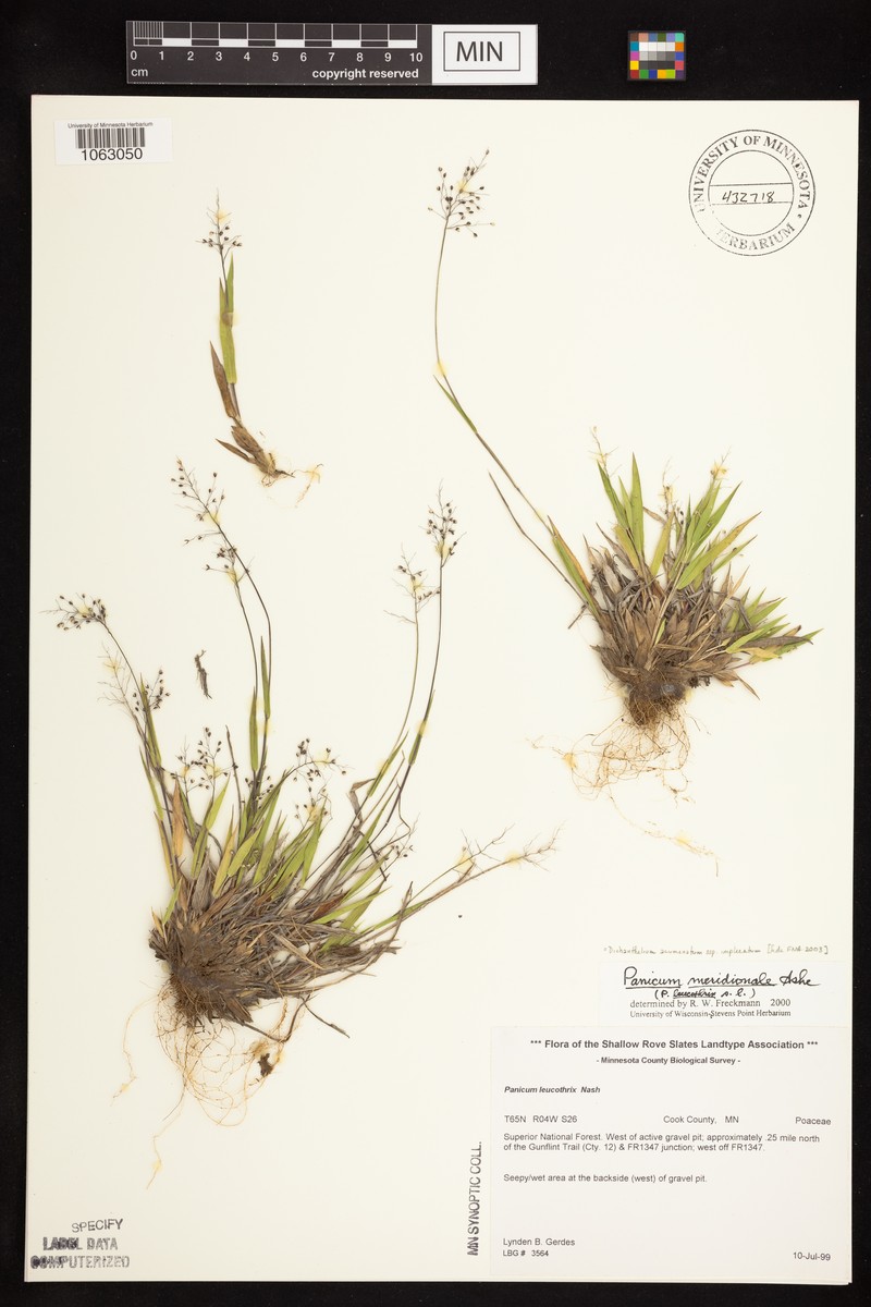 Dichanthelium subvillosum photo 7
