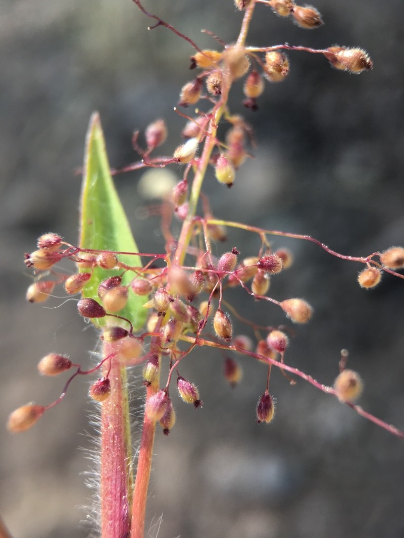 Dichanthelium thermale photo 3