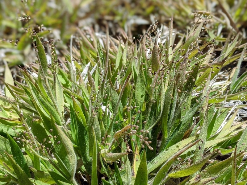 Dichanthelium thermale photo 6